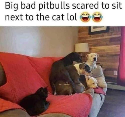 pit bull cat