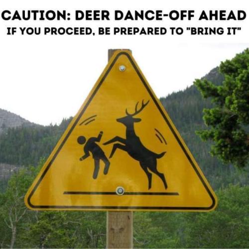 Deer dance off