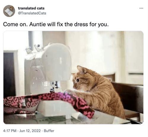 cat-translated-cats-translated-cats-come-on-auntie-will-fix-dress-20-417-pm-jun-12-2022-buffer