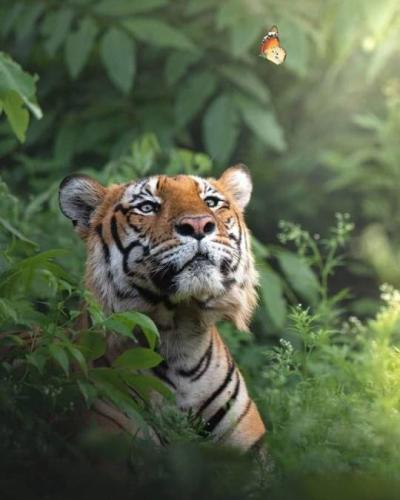 tumblr_f5ca16cdd1d9028945dd88dea788c308_3ad229d4_540