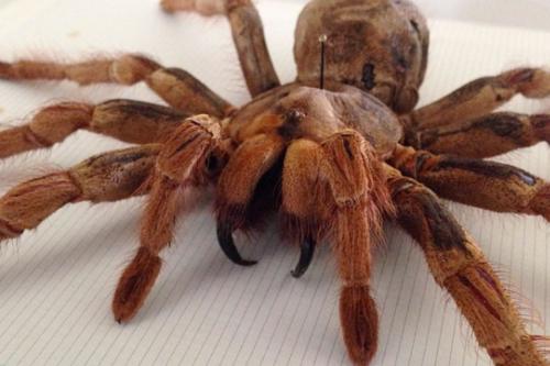 The-Goliath-Bird-Eating-Spider-Is-the-Worlds-Largest-Tarantula