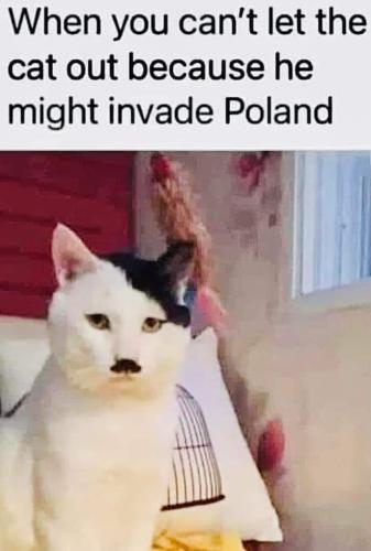 cat hitler