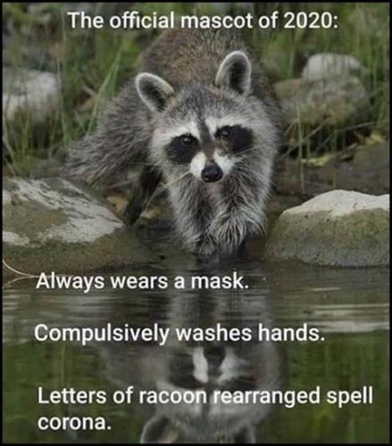 raccoon