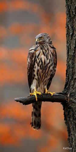 tumblr_460833ab4df1b23015fa3c548f9bd732_41c4733c_1280