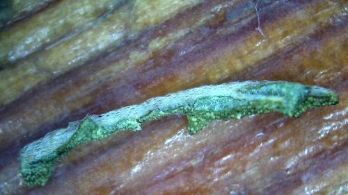 Knarly Fullerene Rod