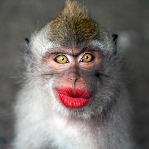 depositphotos_70253417-stock-photo-funny-monkey-with-a-red