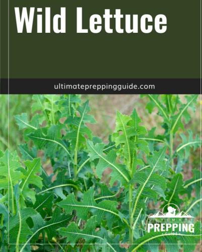 20:15:36 GMT-0500 (CDT)