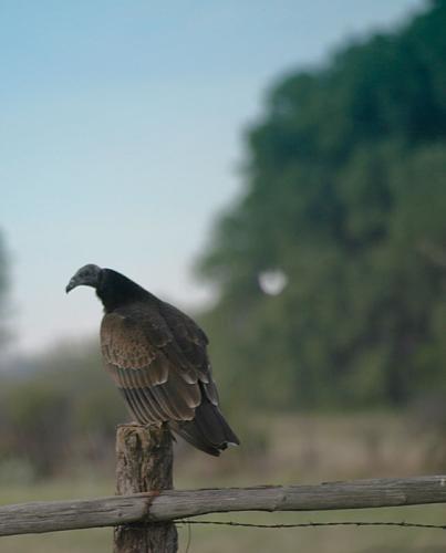 Turkey-Vulture-01-web