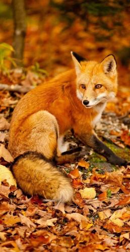 tumblr_446a96f4a3c0c4234d7d030b3ab6d66c_051ba3ac_1280