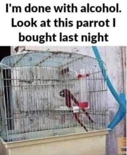 alcohol parrot