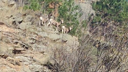 Bighorns on the Salmon.