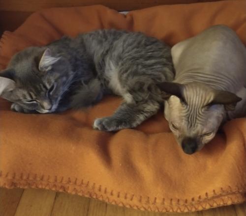 Wholesomesunday kitties