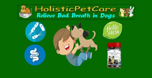 ! HolisticPetCare.science -bad breath in dogs