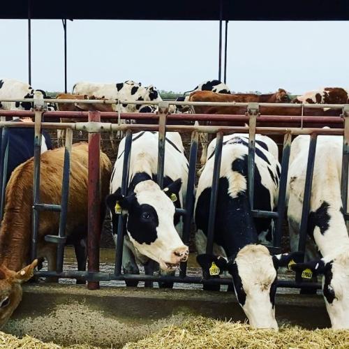 dairykerrivp_20220204_042809