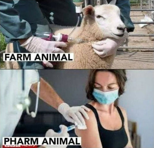 bigpharma998