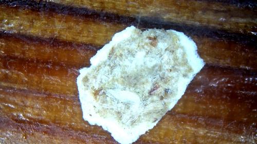 Buffers Action Ion Glow at Nano Node Core (12)