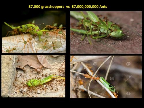 Ants vs Grasshoppers