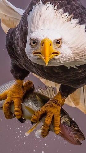 tumblr_9f9ecd927b1a2ef2601e1cff89046b52_119074af_540