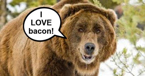 Grizzlies love bacon