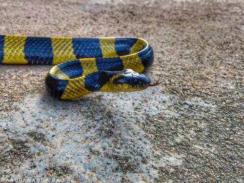 The_Banded_Krait