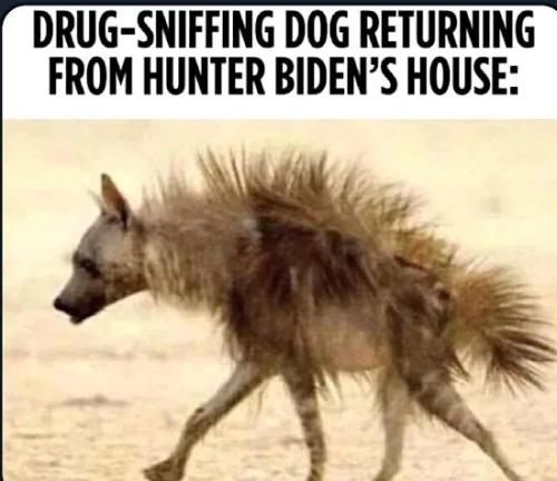 BidenBuzzDog