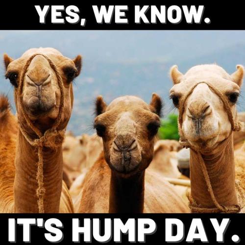 1-Hump Day