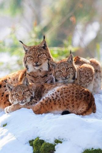 tumblr_65b35f047da671f898f830c6cf8ede8e_42f7d329_540