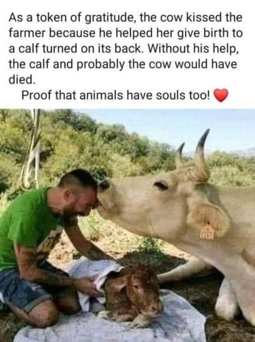 cow soul