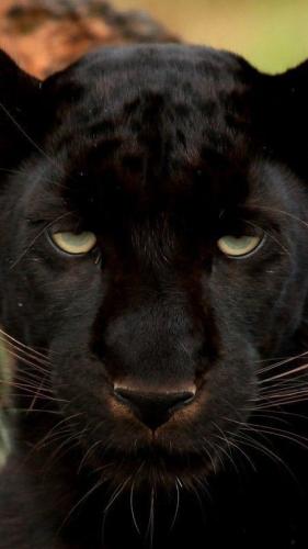 tumblr_c6e91828ceee6252e1b2a0df256f5e33_c572d5a6_540