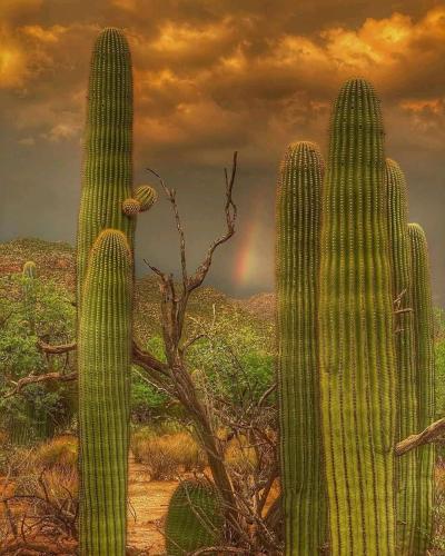 image_08C073E6-AB53-43BA-81A5-0B26AD6EAE32