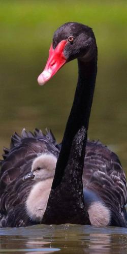 tumblr_48c1f4c5102e4773c3b3c8f2864f742a_60a28355_1280