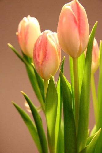 ca687753fdc90e254e3bd0a9e6da429b