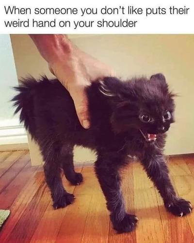 FB_IMG_1664209487467