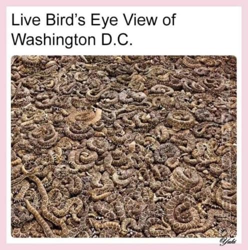 snakes_birds_eye_view_DC