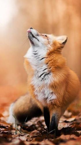 tumblr_poropnF32C1rb8uu3_640