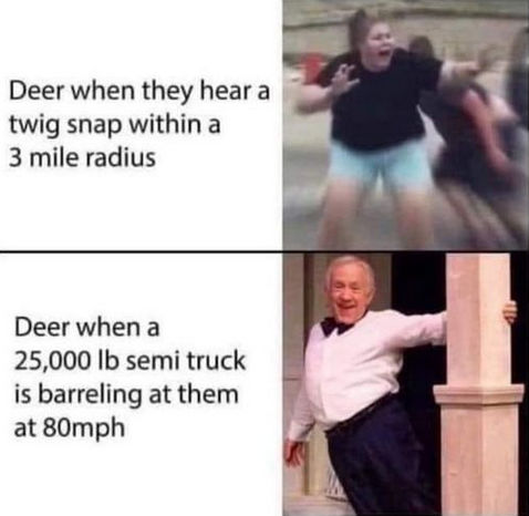 deer when they hear a twig snap