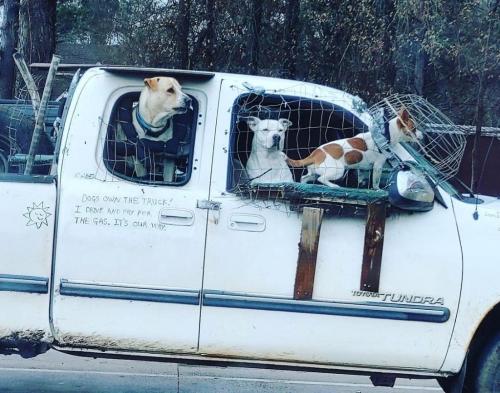 Dogs own the truck. I drive and pay for the gas. It is our way.