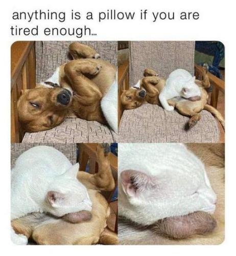 anything is a pillow