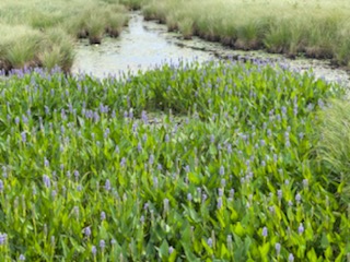 08:51:05 GMT-0500 (CDT)