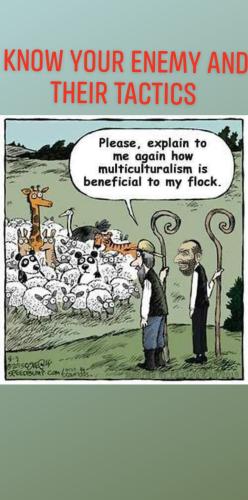 orca-image-1722977945