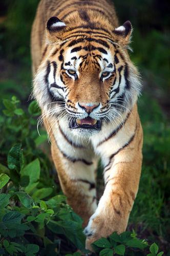 tumblr_mwzi80oqXN1roemwgo1_500