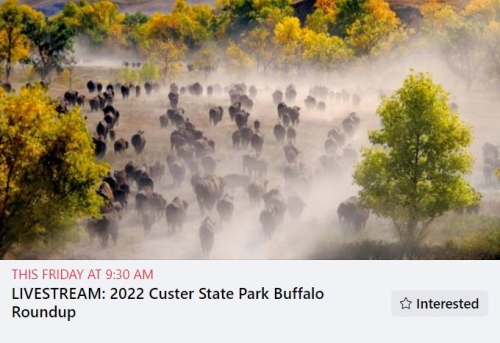 Custer State Park 2022 Buffalo roundup