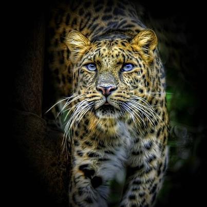 securedownload tiger