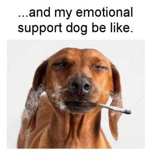and my emotional support dog be like