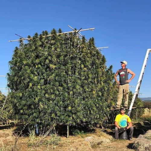 FB_IMG_1650288425165