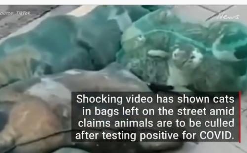 Screenshot_2022-09-12-13-37-00-548_com.camerasideas.trimmer