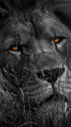 tumblr_d88eeb1add33f44dd43d151dbb6951d3_bb2668ad_640