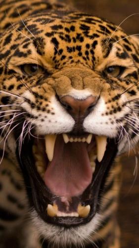 tumblr_86ef37179e56e1e1df3c9a7dae98a60d_47c19e53_640