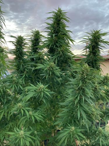 027BE724-04A5-4A93-8B1C-86411FAAB60B