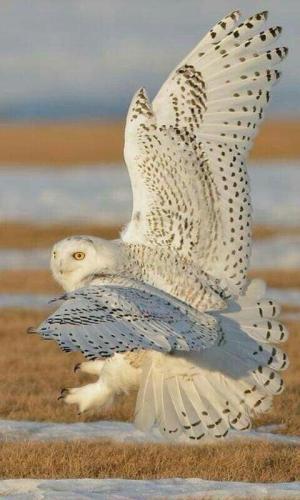 tumblr_c5650fe11757e9d45e8e2214943576bb_003dd7a1_540